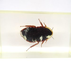 Genuine Modern Insect in Resin Block for Sale #77