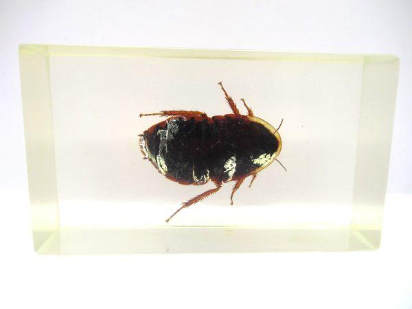 Genuine Modern Insect in Resin Block for Sale #77