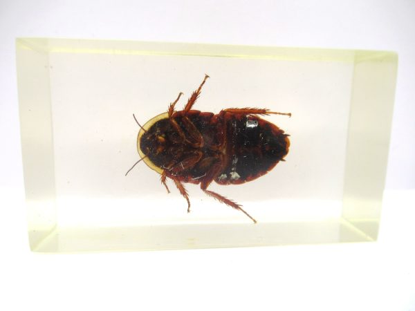 Genuine Modern Insect in Resin Block for Sale #77a