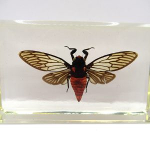 Genuine Modern Insect in Resin Block for Sale #78