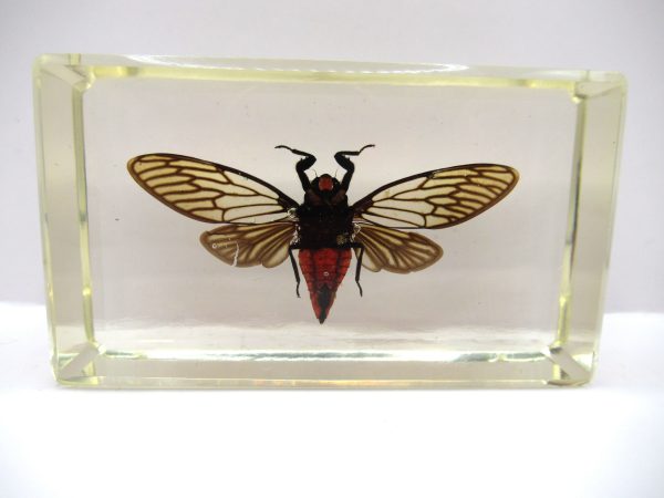 Genuine Modern Insect in Resin Block for Sale #78a