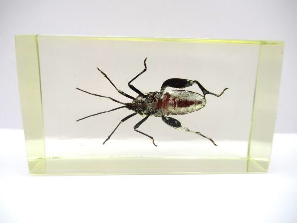 Genuine Modern Insect in Resin Block for Sale #79a