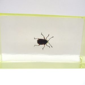 Genuine Modern Insect in Resin Block for Sale #80