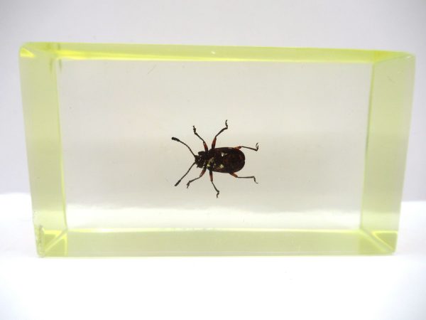 Genuine Modern Insect in Resin Block for Sale #80a