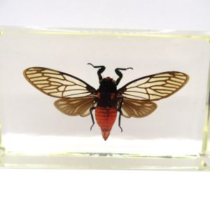 Genuine Modern Insect in Resin Block for Sale #82