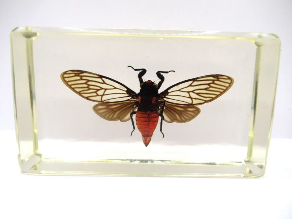 Genuine Modern Insect in Resin Block for Sale #82