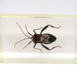 Genuine Modern Insect in Resin Block for Sale #83