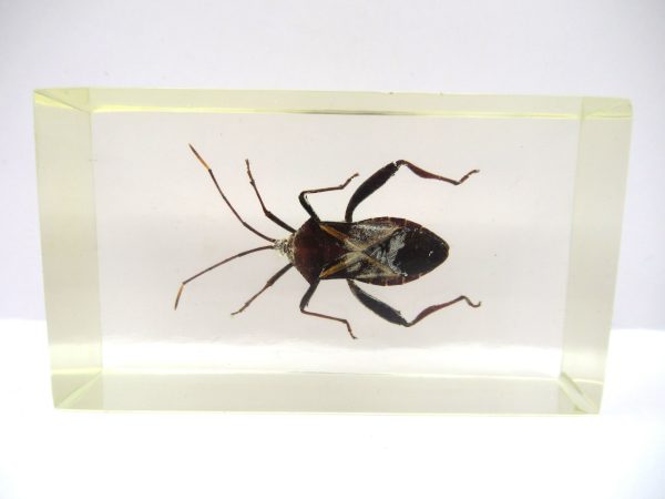 Genuine Modern Insect in Resin Block for Sale #83