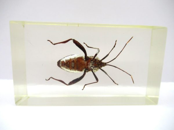 Genuine Modern Insect in Resin Block for Sale #83a