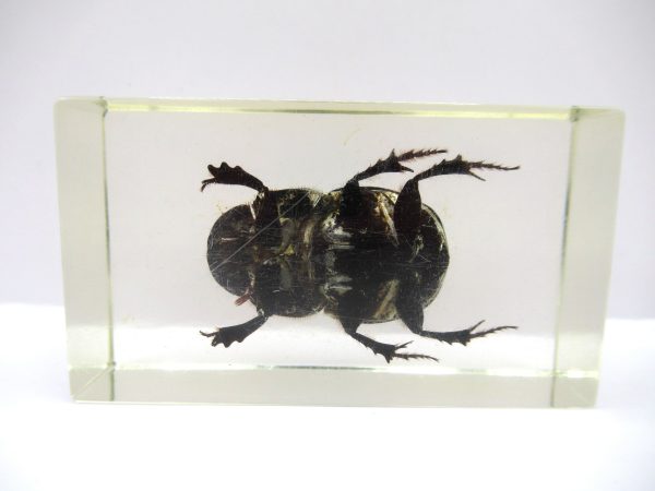 Genuine Modern Insect in Resin Block for Sale #84a