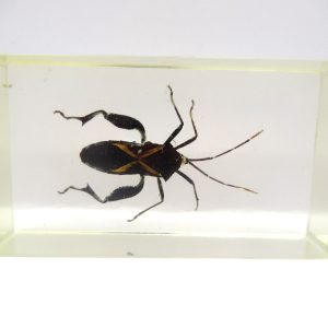 Genuine Modern Insect in Resin Block for Sale #85