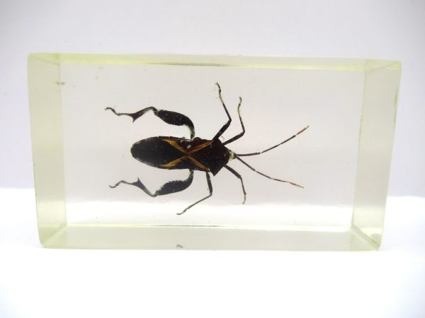 Genuine Modern Insect in Resin Block for Sale #85