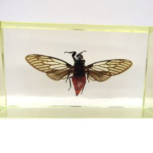 Genuine Modern Insect in Resin Block for Sale #86