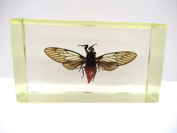 Genuine Modern Insect in Resin Block for Sale #86