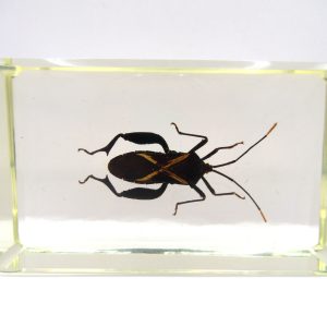 Genuine Modern Insect in Resin Block for Sale #87