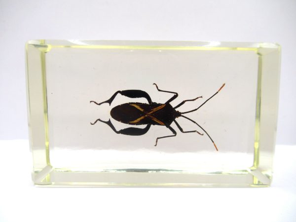 Genuine Modern Insect in Resin Block for Sale #87