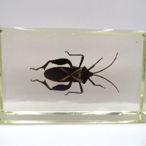 Genuine Modern Insect in Resin Block for Sale #88