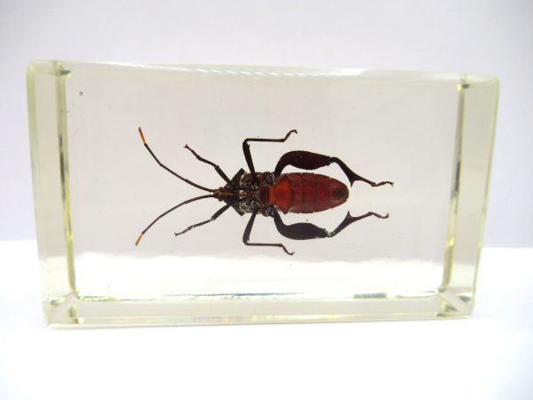 Genuine Modern Insect in Resin Block for Sale #88a