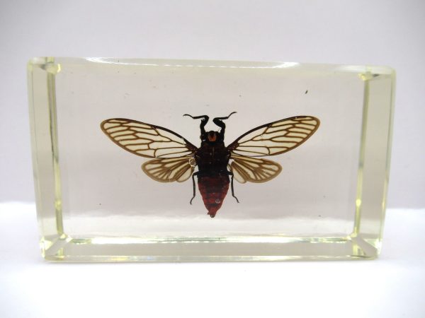 Genuine Modern Insect in Resin Block for Sale #89a