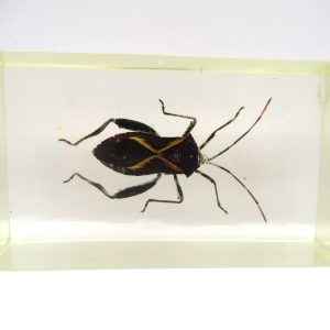 Genuine Modern Insect in Resin Block for Sale #90