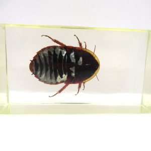 Genuine Modern Insect in Resin Block for Sale #91