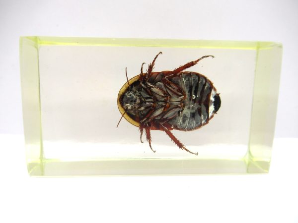 Genuine Modern Insect in Resin Block for Sale #91a