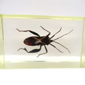 Genuine Modern Insect in Resin Block for Sale #92