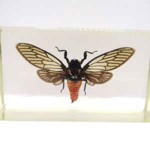 Genuine Modern Insect in Resin Block for Sale #94