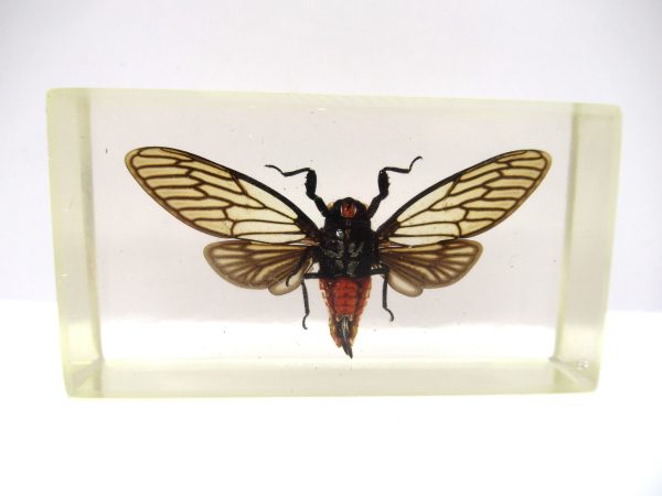 Genuine Modern Insect in Resin Block for Sale #94a