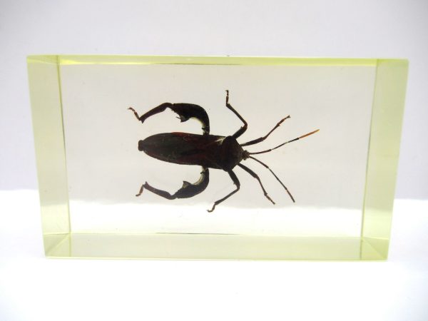 Genuine Modern Insect in Resin Block for Sale #96