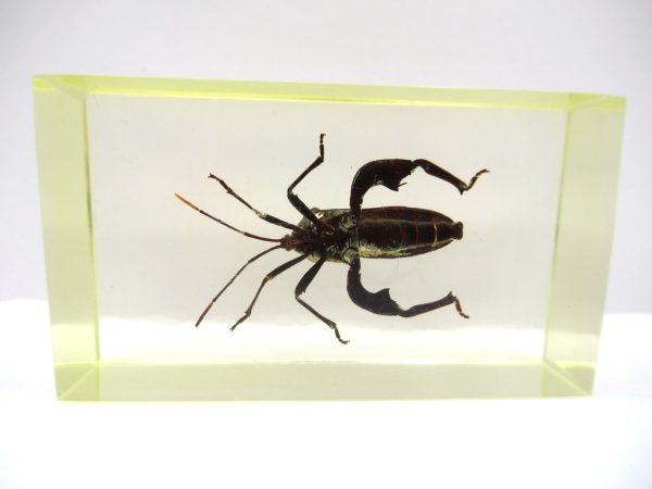 Genuine Modern Insect in Resin Block for Sale #96a