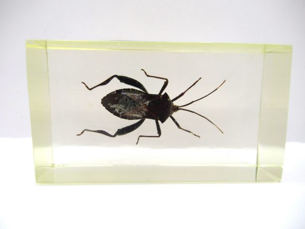 Genuine Modern Insect in Resin Block for Sale #97