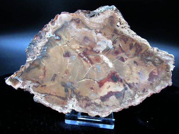 Genuine Triassic Age Large Petrified Wood Slice Fossils for Sale from Madagascar #53a