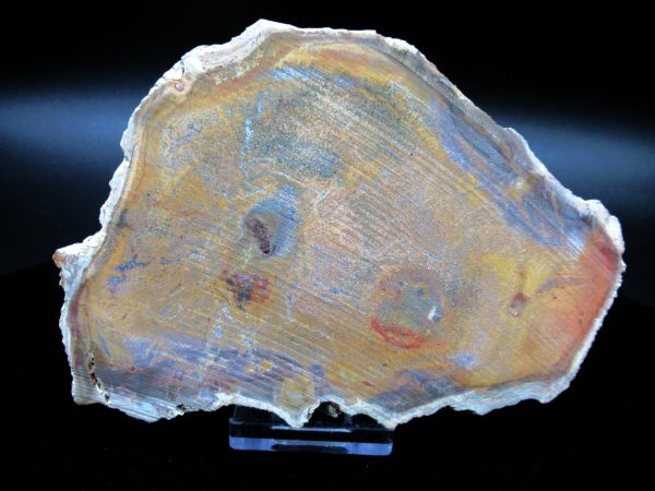 Genuine Triassic Age Large Petrified Wood Slice Fossils for Sale from Madagascar #58a