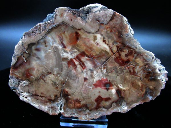 Genuine Triassic Age Large Petrified Wood Slice Fossils for Sale from Madagascar #60