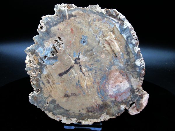 Genuine Triassic Age Large Petrified Wood Slice Fossils for Sale from Madagascar #62a