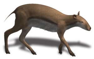 Leptomeryx Deer