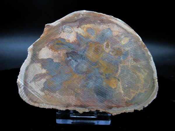 Genuine Triassic Age Medium Petrified Wood Slice Fossils for Sale from Madagascar #41a