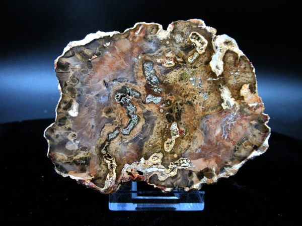 Genuine Triassic Age Medium Petrified Wood Slice Fossils for Sale from Madagascar #43