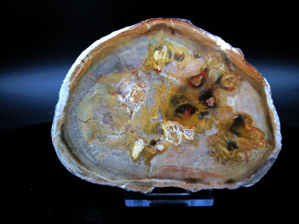 Genuine Triassic Age Medium Petrified Wood Slice Fossils for Sale from Madagascar #44