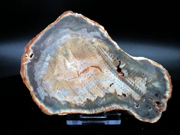 Genuine Triassic Age Medium Petrified Wood Slice Fossils for Sale from Madagascar #45a