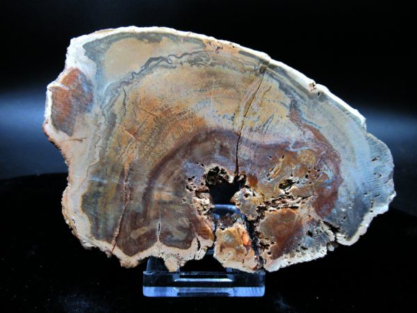 Genuine Triassic Age Medium Petrified Wood Slice Fossils for Sale from Madagascar #46a