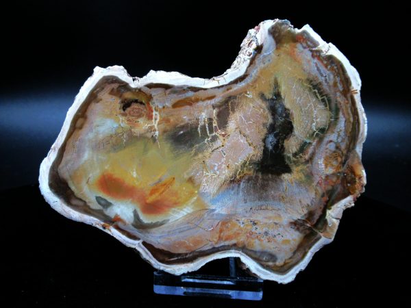 Genuine Triassic Age Medium Petrified Wood Slice Fossils for Sale from Madagascar #48