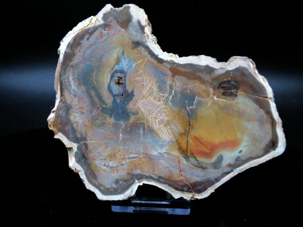 Genuine Triassic Age Medium Petrified Wood Slice Fossils for Sale from Madagascar #48a