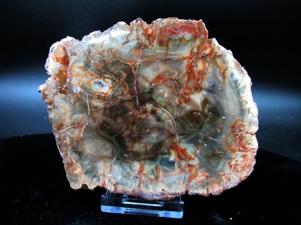 Genuine Triassic Age Medium Petrified Wood Slice Fossils for Sale from Madagascar #50