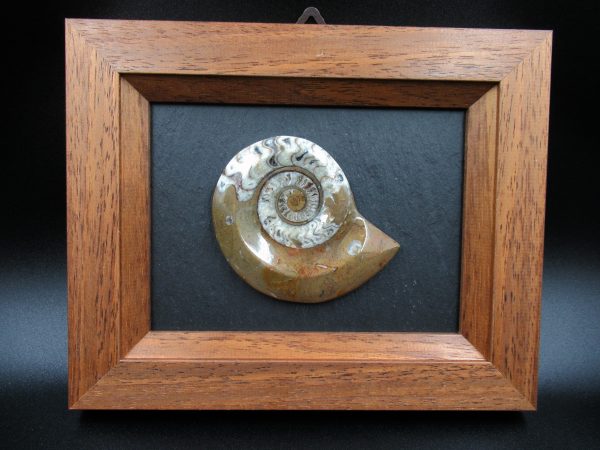 General Devonian Age Goniatite Lg Frame Fossil From For Morocco Sale #10