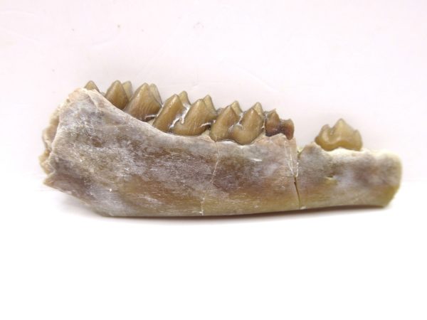 Genuine Oligocene Age Leptomeryx Deer Jaw Fossils From Nebraska For Sale #12