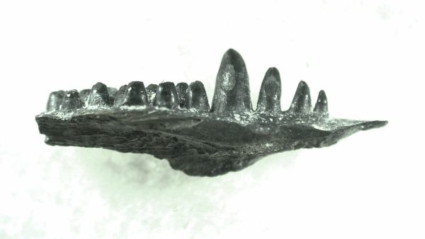 General Permian Age Captorhinus Jaw Fossils From Oklahoma For Sale #39a