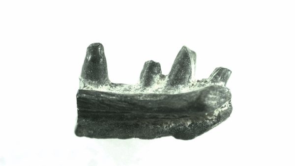 General Permian Age Captorhinus Jaw Fossils From Oklahoma For Sale #41a