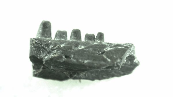 General Permian Age Captorhinus Jaw Fossils From Oklahoma For Sale #42a